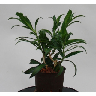 Dracaena reflexa (Pleomele) Song of Jamaica  Kopf 13/12