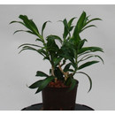 Dracaena reflexa (Pleomele) Song of Jamaica  Kopf 13/12