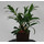 Dracaena reflexa (Pleomele) Song of Jamaica  Kopf 13/12