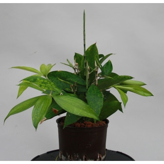 Dracaena surculosa Tuff 13/12 - LV-7