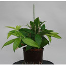 Dracaena surculosa Tuff 13/12 - LV-7