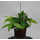 Dracaena surculosa Tuff 13/12 - LV-7