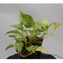 Epipremnum pin. Marble Queen 13/12