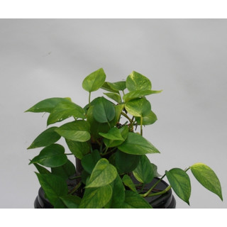 Epipremnum pin. Aureum 13/12