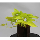 Epipremnum pin. Neon 13/12