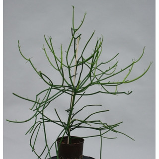 Euphorbia Thirucallii 13/12