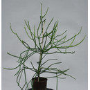 Euphorbia Thirucallii 13/12