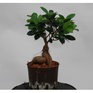 Ficus microcarpa Bonsai Wurzelknolle 13/12 - LV-3