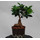 Ficus microcarpa Bonsai Wurzelknolle 13/12 - LV-3