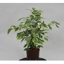Ficus ben. de gantel  13/12