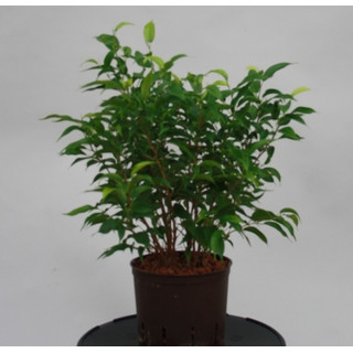 Ficus ben. Natascha  13/12