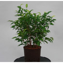 Ficus ben. Natascha  13/12