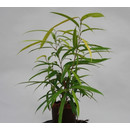 Ficus ben. Amstel Gold  13/12 - LV-3