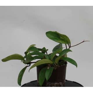 Hoya carnosa 13/12