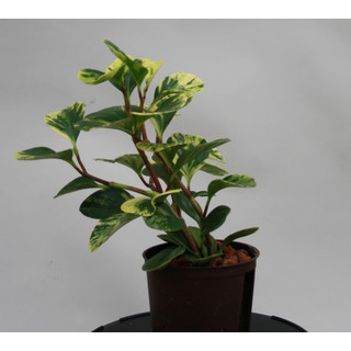 Peperomia obtusifolia USA 13/12