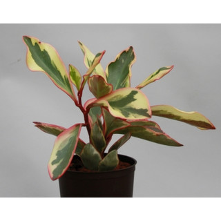 Peperomia obtusifolia Jeli 13/12