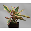 Peperomia obtusifolia Jeli 13/12