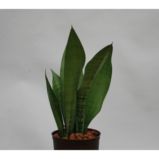 Sansevieria trif. Moonshine  13/12 - LV-8