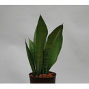 Sansevieria trif. Moonshine  13/12 - LV-8