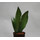 Sansevieria trif. Moonshine  13/12 - LV-8