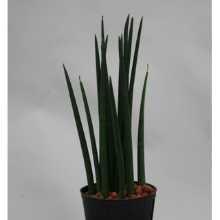 Sansevieria trif. Spikes  13/12 - LV-8