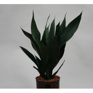 Sansevieria trif. Hahnii  13/12
