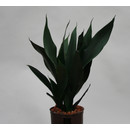 Sansevieria trif. Hahnii  13/12