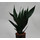 Sansevieria trif. Hahnii  13/12