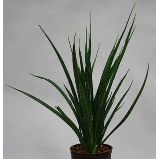 Sansevieria trif. Kirki Friends  13/12 - LV-8