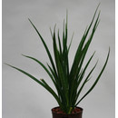 Sansevieria trif. Kirki Friends  13/12 - LV-8