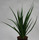 Sansevieria trif. Kirki Friends  13/12 - LV-8