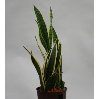 Sansevieria trif. Laurentii  13/12 - LV-9
