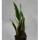 Sansevieria trif. Laurentii  13/12 - LV-9