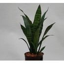 Sansevieria trif. Zeylanica  13/12 - LV-9