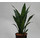 Sansevieria trif. Zeylanica  13/12 - LV-9