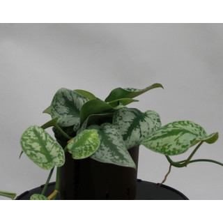 Scindapsus pictus  13/12 - LV-5