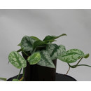 Scindapsus pictus  13/12 - LV-5