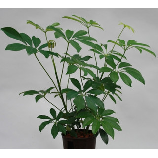Schefflera arboricola  13/12 - LV-5