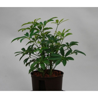 Schefflera arboricola Lousiana  13/12