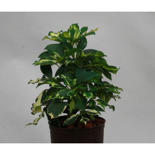 Schefflera arboricola Sofia  13/12