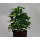 Schefflera arboricola Sofia  13/12