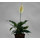 Spathiphyllum Hybriden  13/12 - LV-5