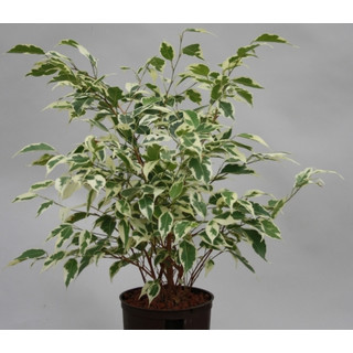 Ficus ben. Samantha  13/12