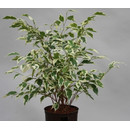Ficus ben. Samantha  13/12