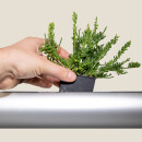 Pendularis - LIGHTED - Floating Indoor Garden 22