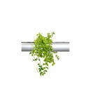 PENDULARIS-RAPID - Peperomia rotundifolia