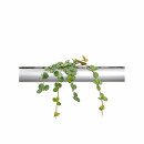 PENDULARIS-ROYAL - Peperomia hope