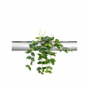 PENDULARIS-ROYAL - Peperomia quadrangularis