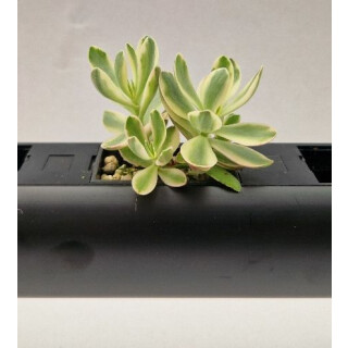 PENDULARIS-ROYAL - Crassula Moneymaker