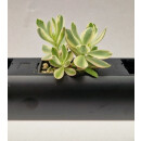 PENDULARIS-ROYAL - Crassula Moneymaker